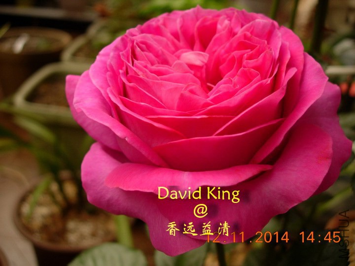 lgDSCN1280_resize.JPG