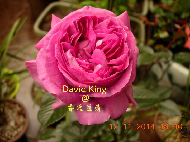 lgDSCN1286_resize.JPG