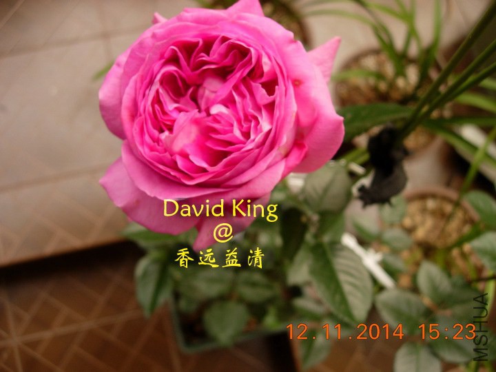 lgDSCN1408_resize.JPG