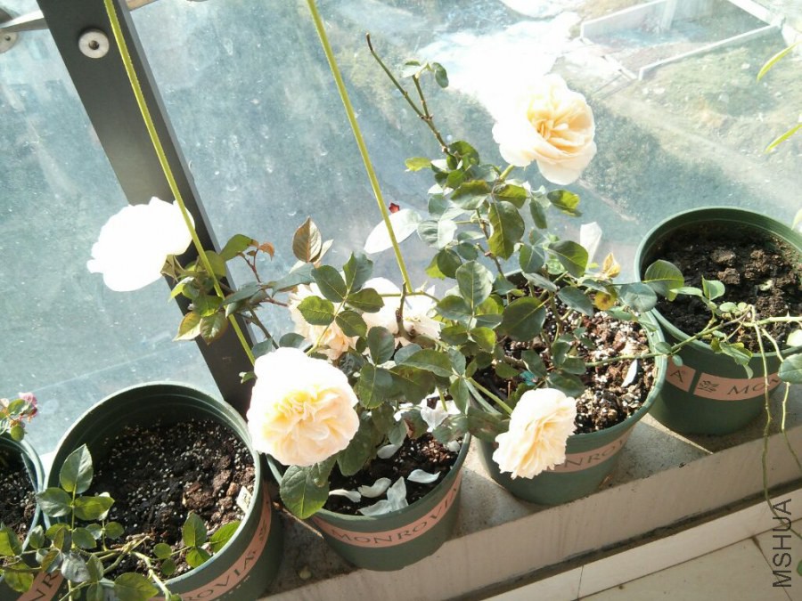 IMG_20141113_085909.jpg