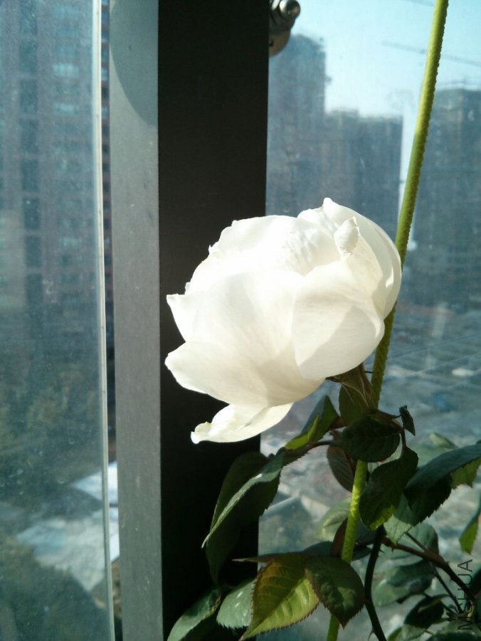 IMG_20141113_085835.jpg