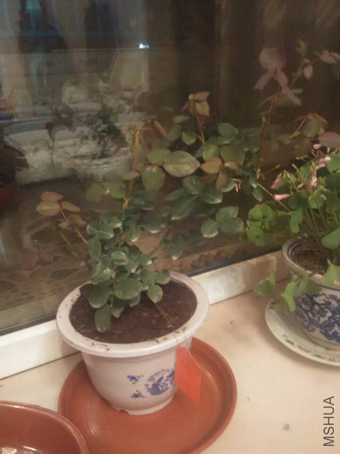 �ǲ�������