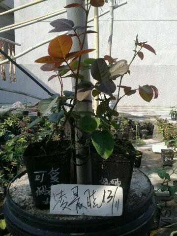 QQͼƬ20141113101123.jpg