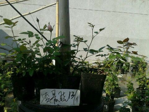 QQͼƬ20141113101131.jpg