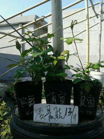 QQͼƬ20141113101157.jpg