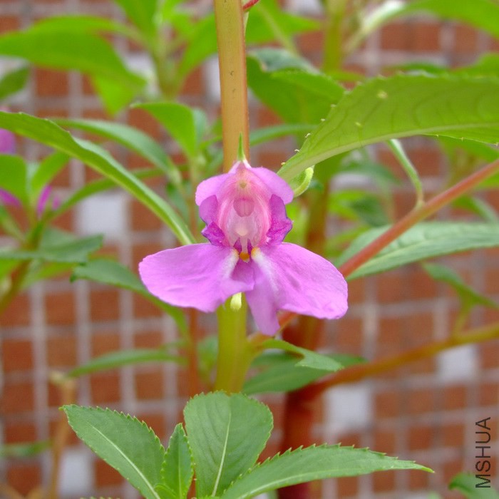 DSCF36940.jpg