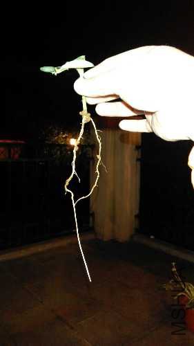 IMAG0214.jpg
