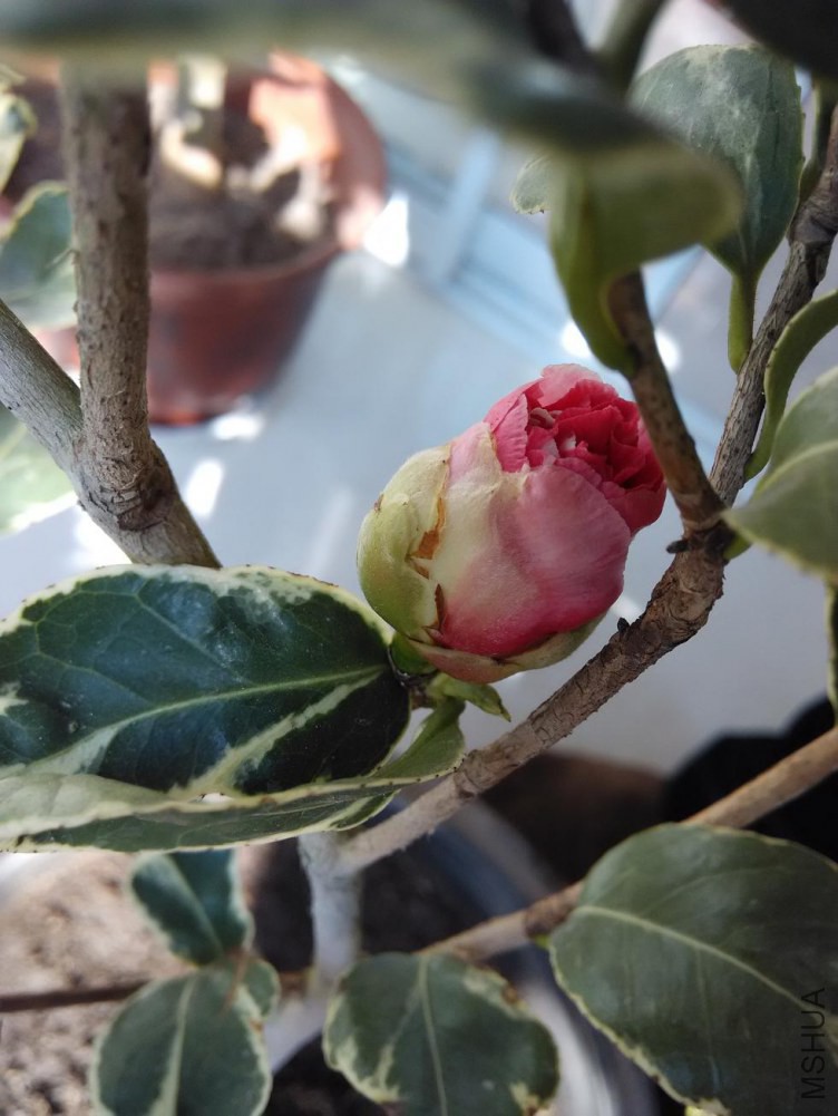 IMG_20141104_111735.JPG