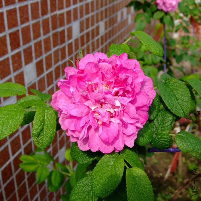 DSCF37870.jpg