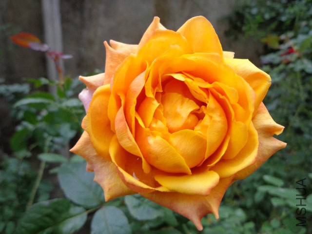 DSC05859.JPG
