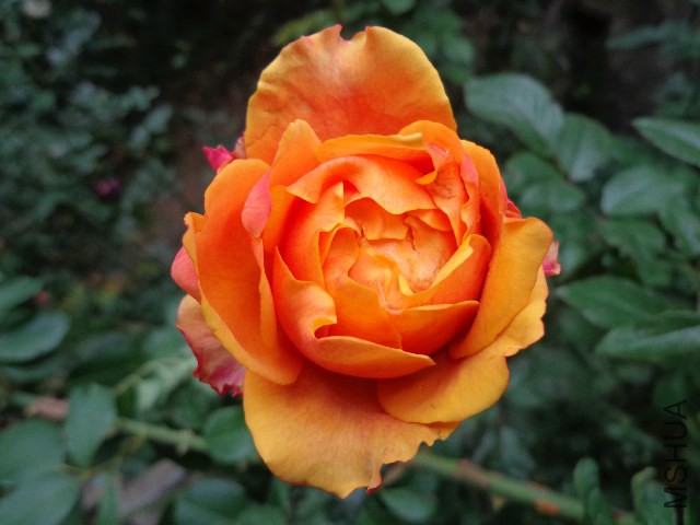 DSC05862.JPG