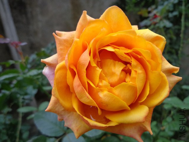 DSC05861.JPG