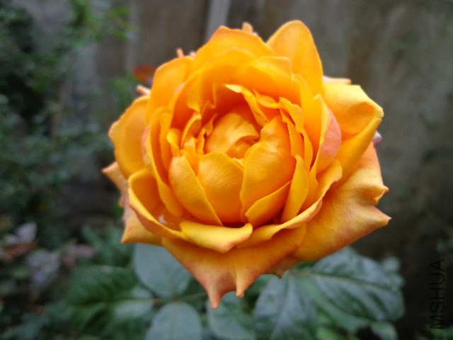 DSC05860.JPG