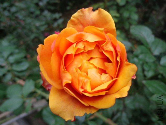 DSC05866.JPG