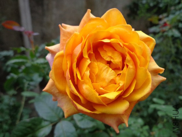 DSC05868.JPG