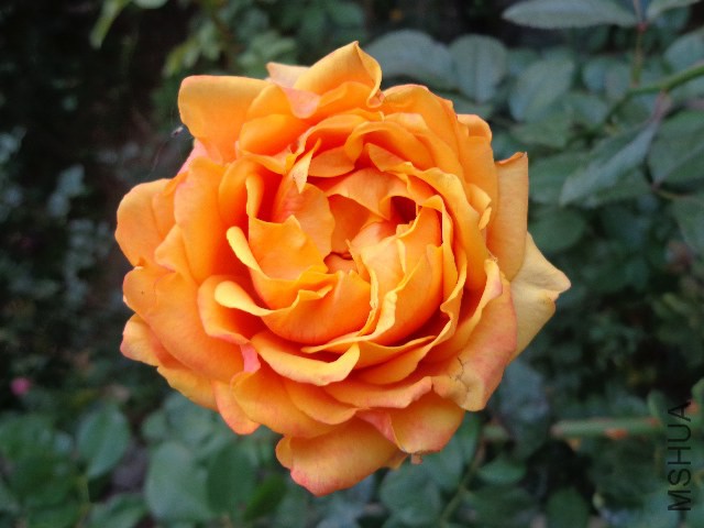 DSC05888.JPG