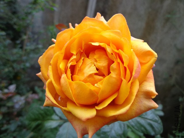 DSC05872.JPG