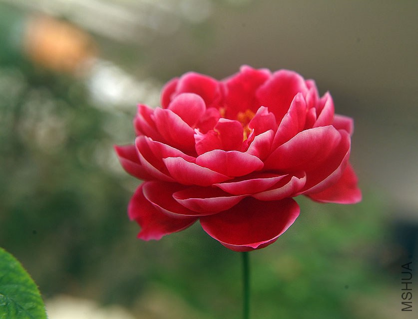 DSCF0719.jpg
