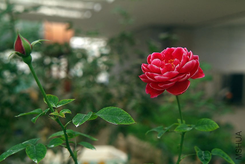 DSCF0720.jpg