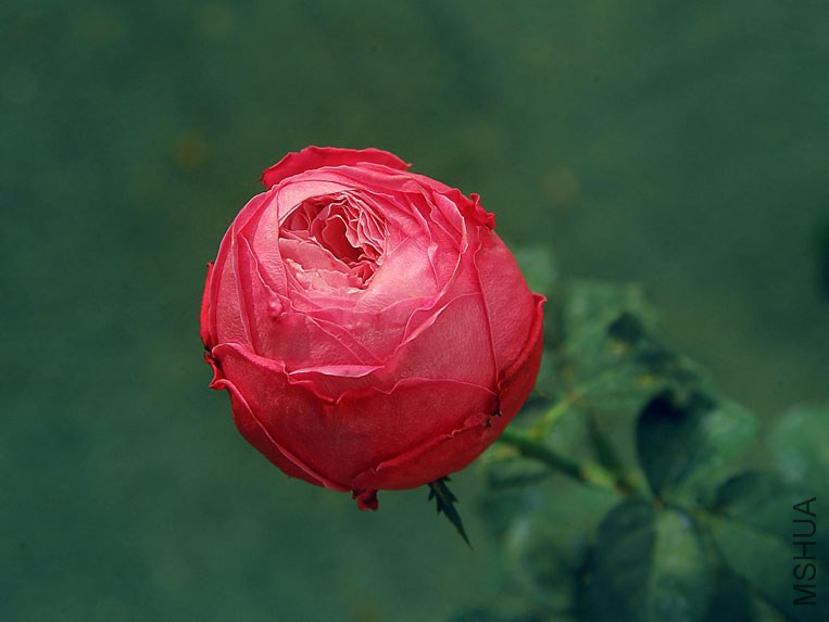 DSCF1042.jpg