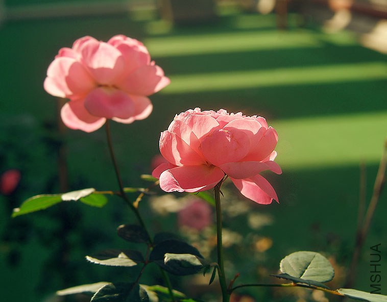 DSCF1134.jpg