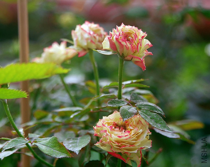 DSCF330651.jpg