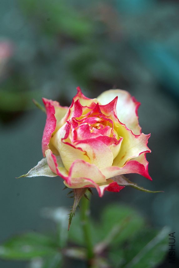 DSCF0671.jpg