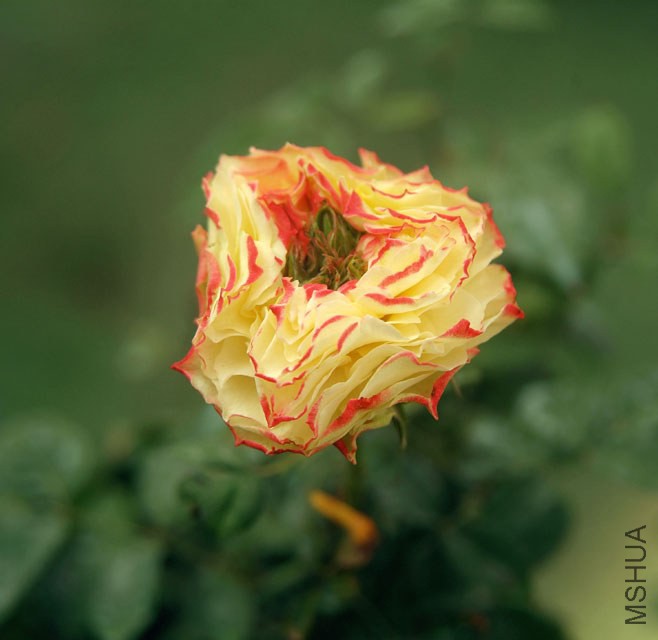 DSCF0749.jpg