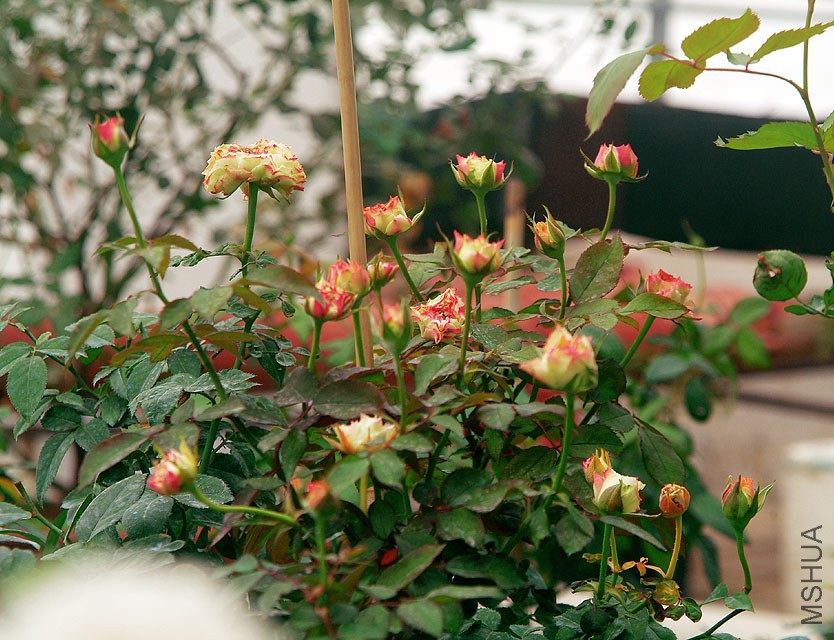 DSCF1008.jpg