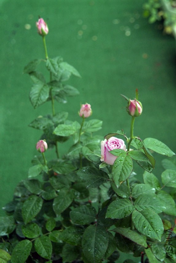DSCF0776.jpg