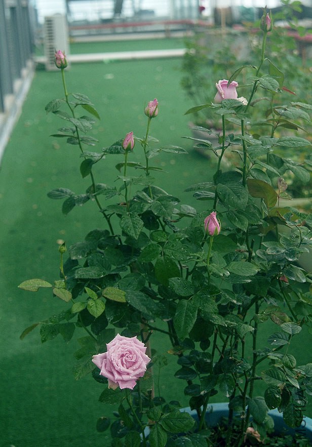 DSCF0765.jpg