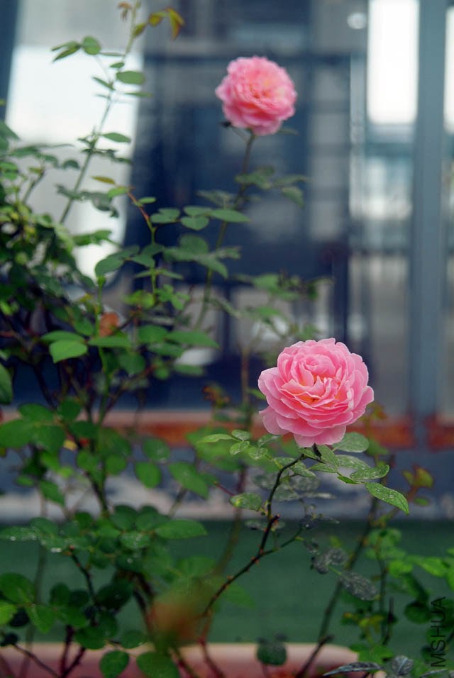 DSCF0682.jpg