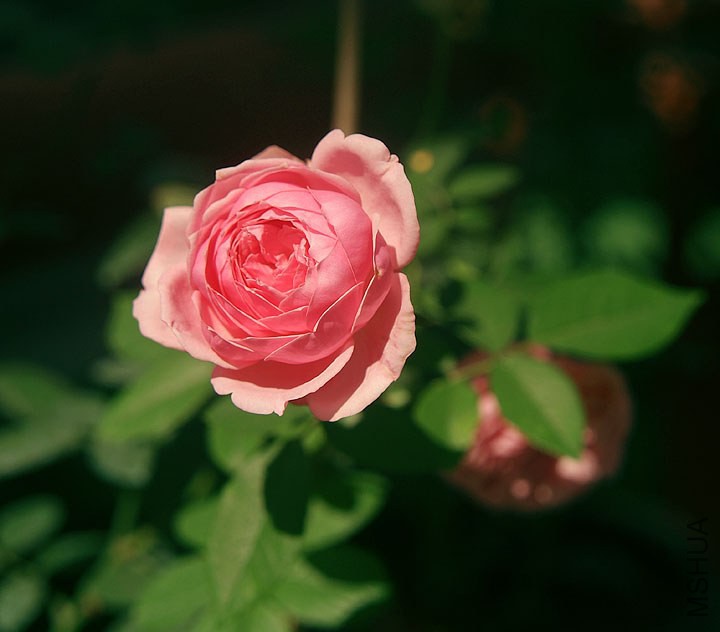 DSCF0779.jpg