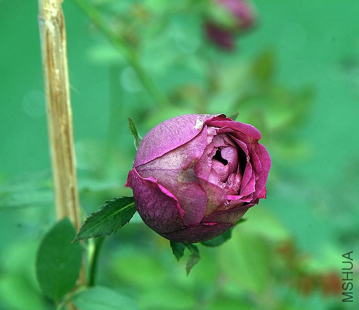 DSCF1013.jpg
