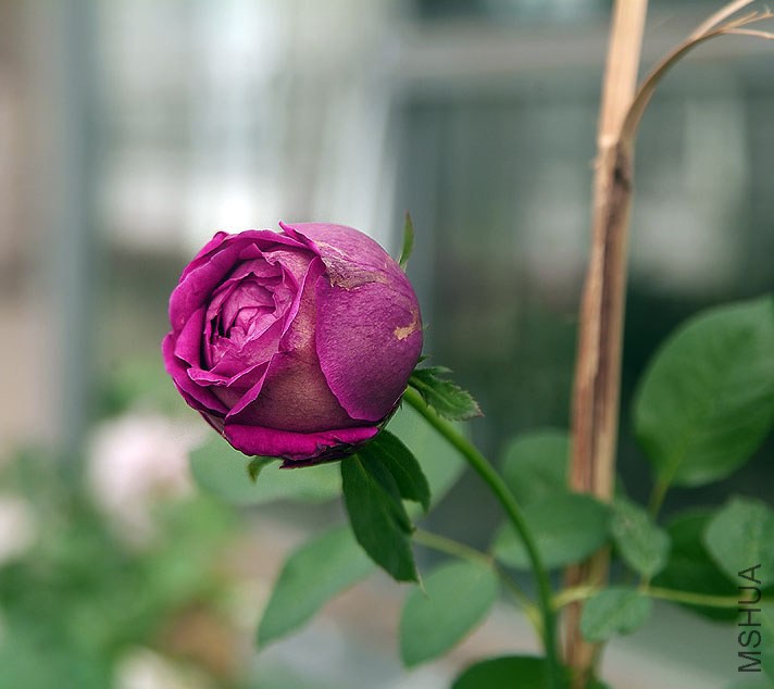 DSCF1022.jpg