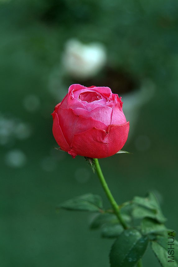 DSCF0991.jpg