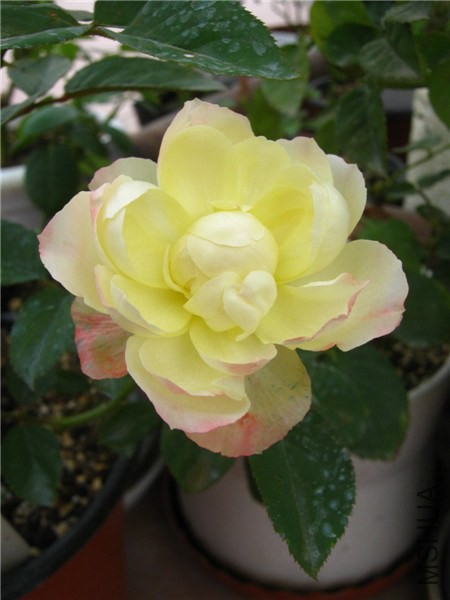 ��ɫ�۵� (7).jpg