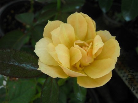 ��ɫ�۵��Ļ� (1).jpg