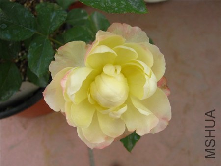 ��ɫ�۵� (12).jpg