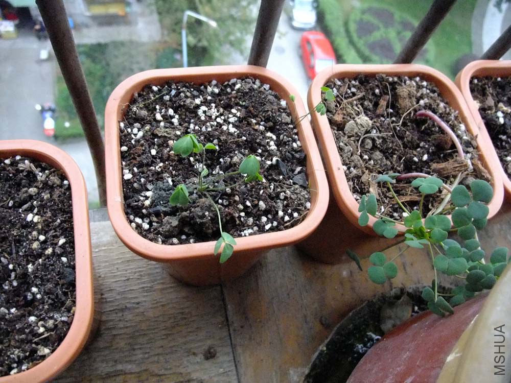 27.OB crese salmon.jpg