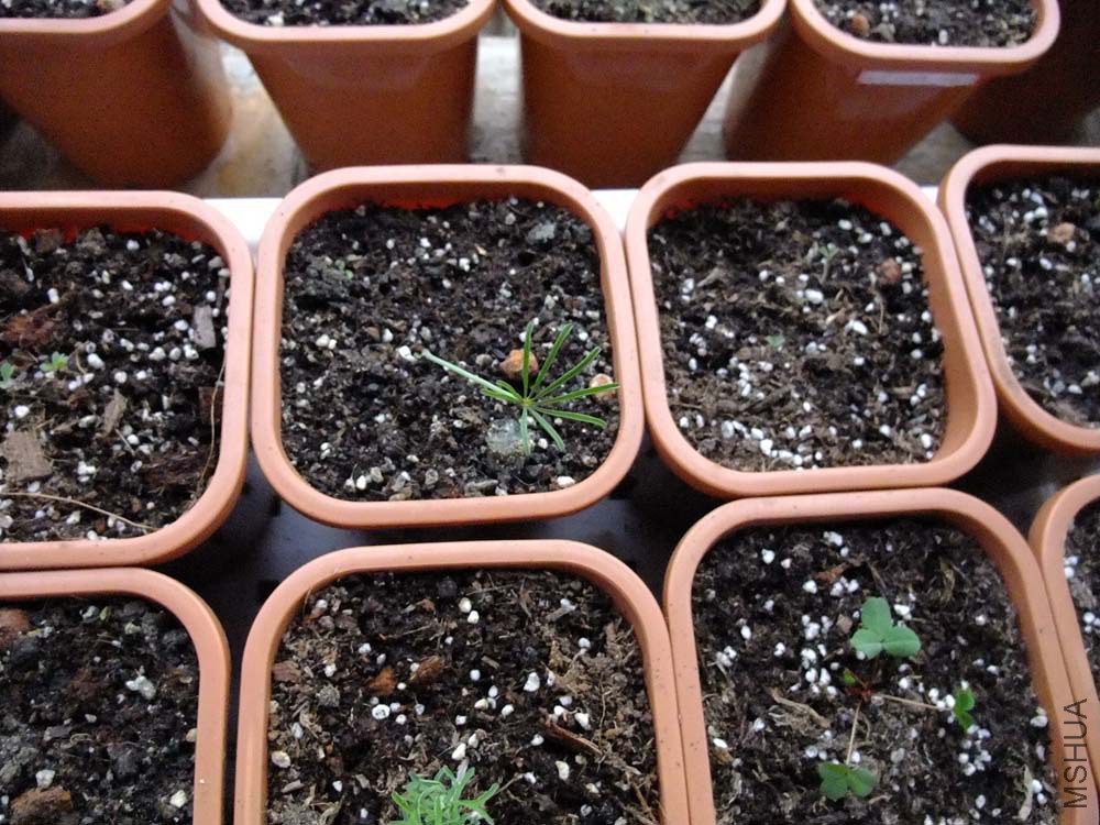 30.Oxalis cathara  white.��ɡ��.jpg