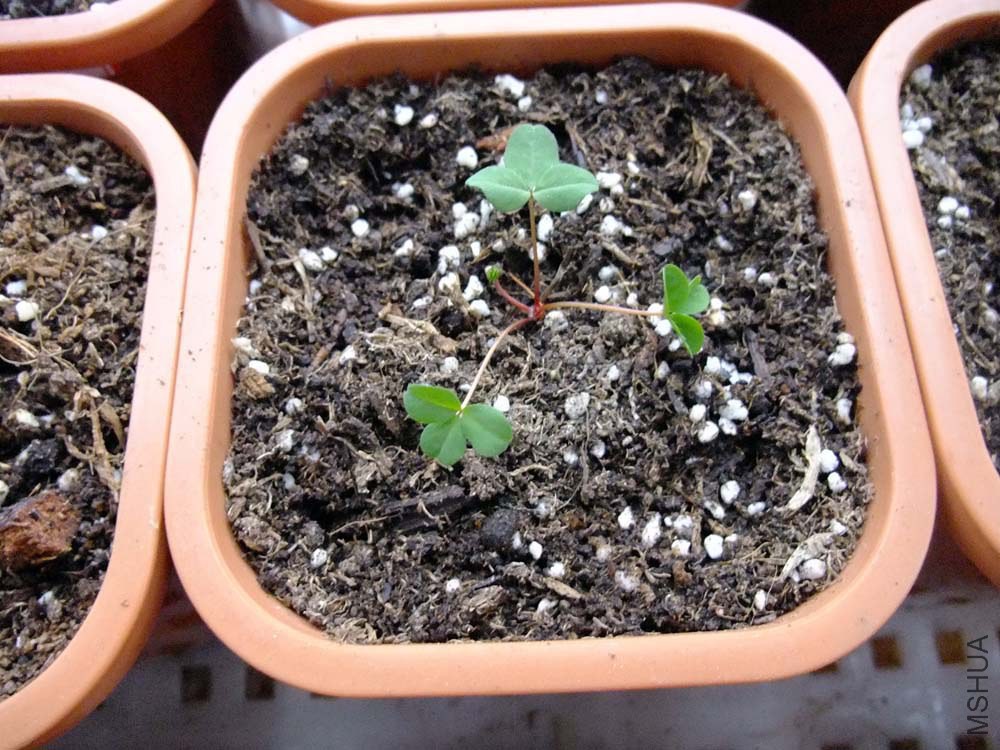 36.Oxalis 'Minta'.'��������'.jpg