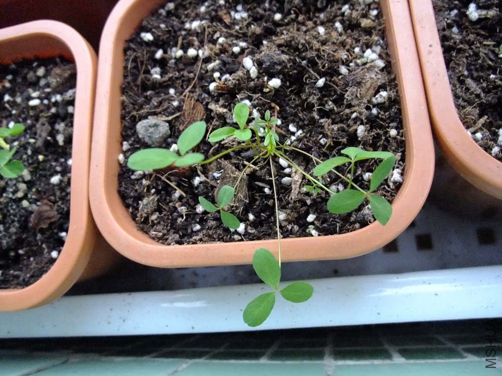 37.Oxalis fragrans.ҹ����.JPG