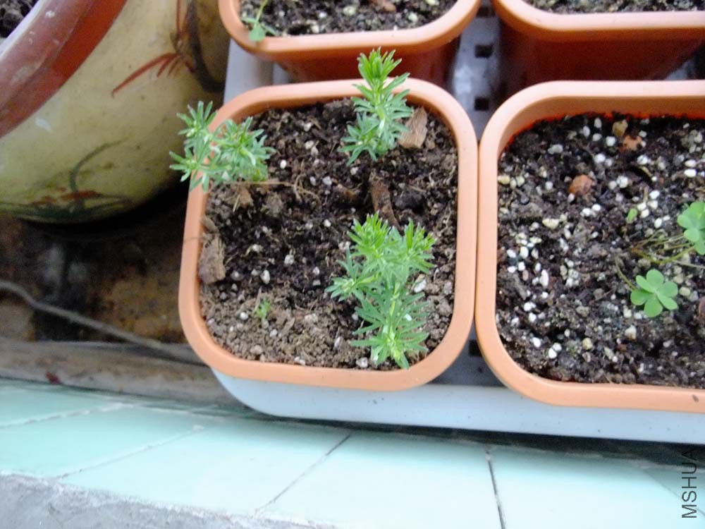 38.Oxalis kaajagdensis.������.JPG