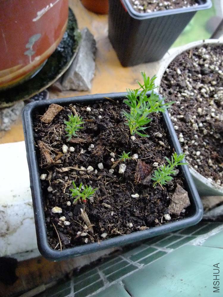 -2.Oxalis kaajagdensis.������.JPG