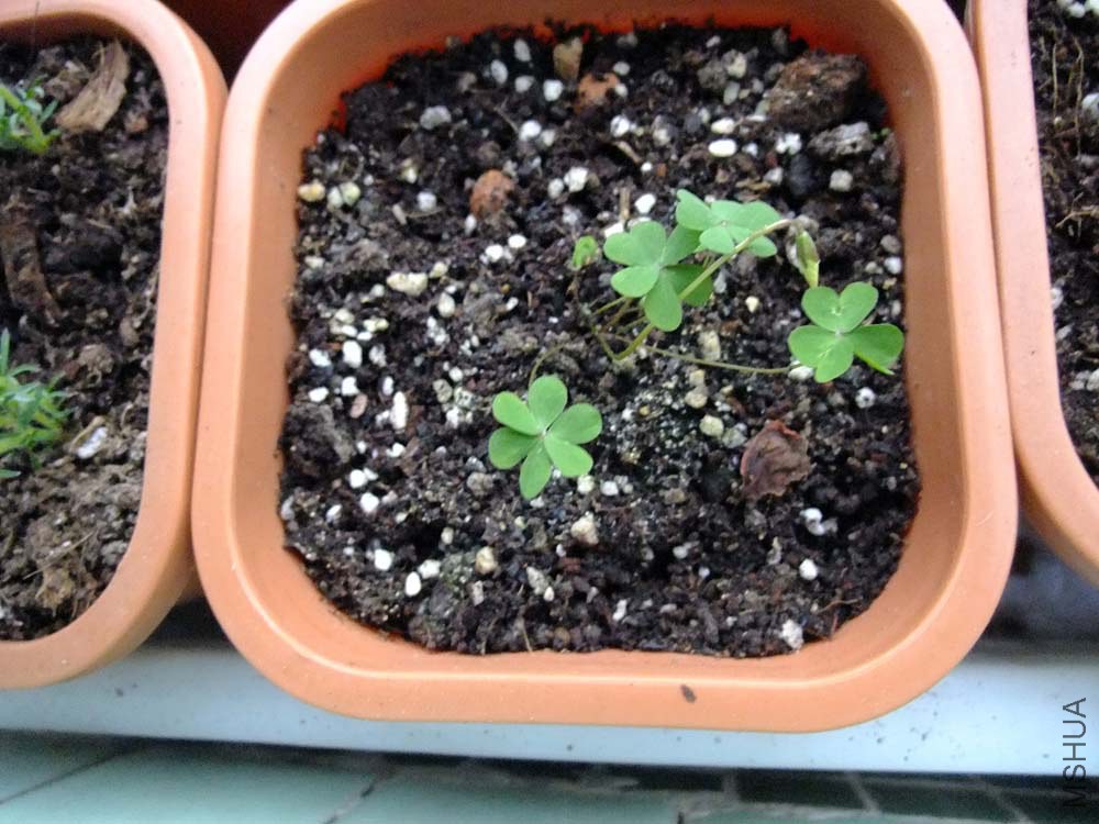 39.Oxalis perdicaria.�׺���Ҷ.jpg