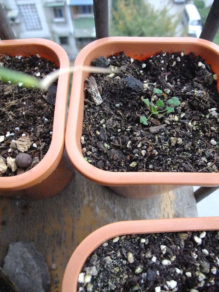 45.Oxalis inaequalis.������.jpg