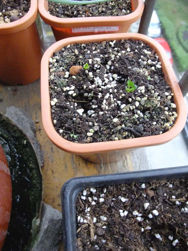 46.Oxalis hawthornides.ɽ髳�.jpg