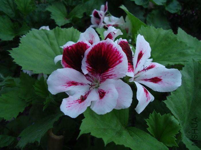 psb.jpg