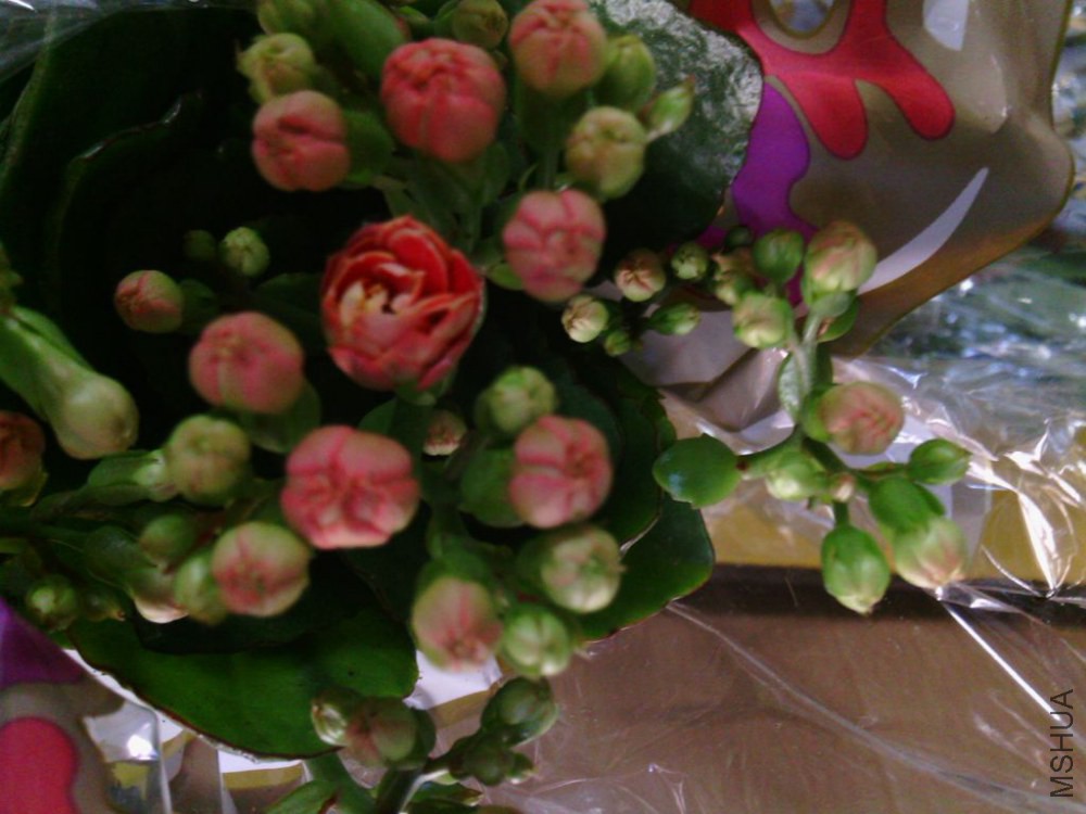 IMG_20141115_102249.jpg